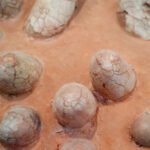 Ovos de dinossauros revelam idades de fósseis