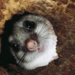 O segredo dos animais para o calor.