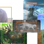 SpeciesNet: A Chave para Salvar Animais.