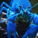 KiloClaw: Sua IA guarda segredos?