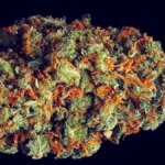 A Doença Secreta da Cannabis: Números Chocantes!