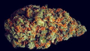 A Doença Secreta da Cannabis: Números Chocantes!