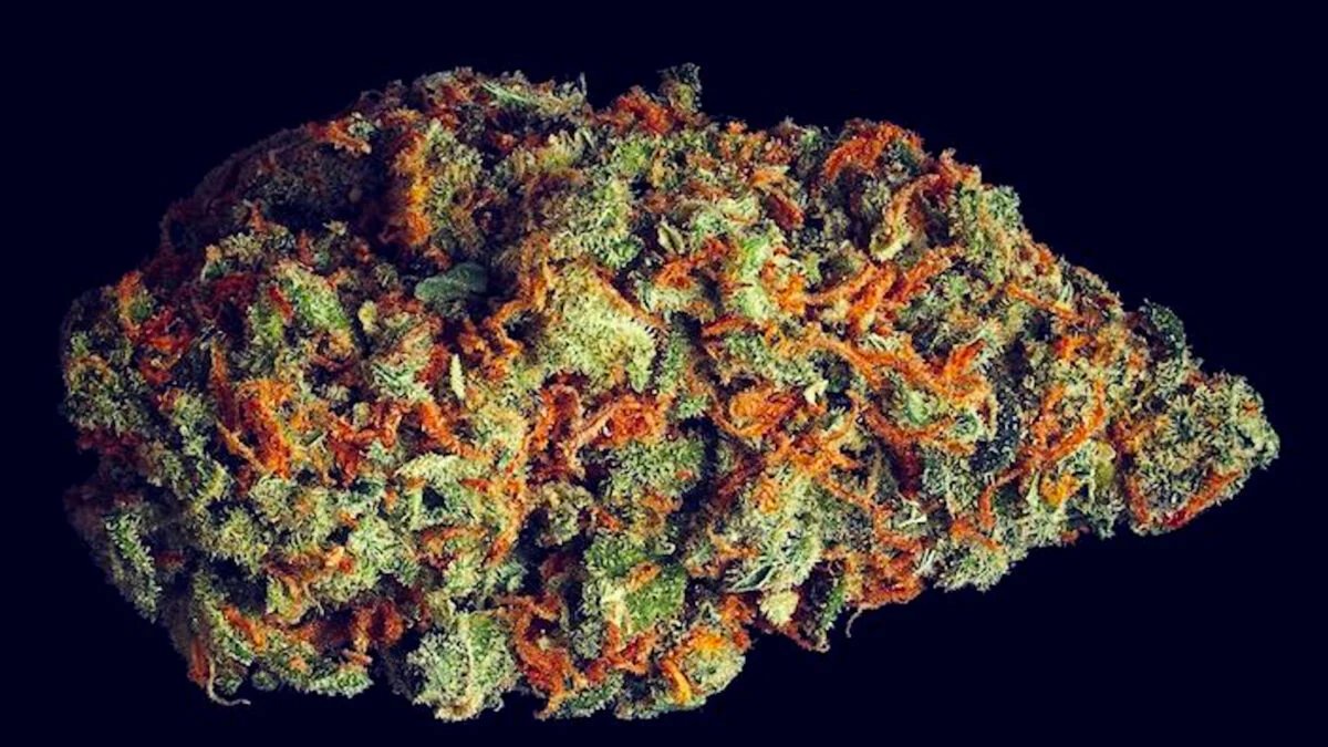 A Doença Secreta da Cannabis: Números Chocantes!